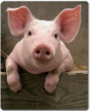 cloudspark's avatar - photonflux.com | Service professionnel de réparation de WordPress, dans le monde entier, réponse rapide