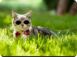 Avatar de hello.-photonfluctuation.com | Service professionnel de réparation de WordPress, dans le monde entier, réponse rapide